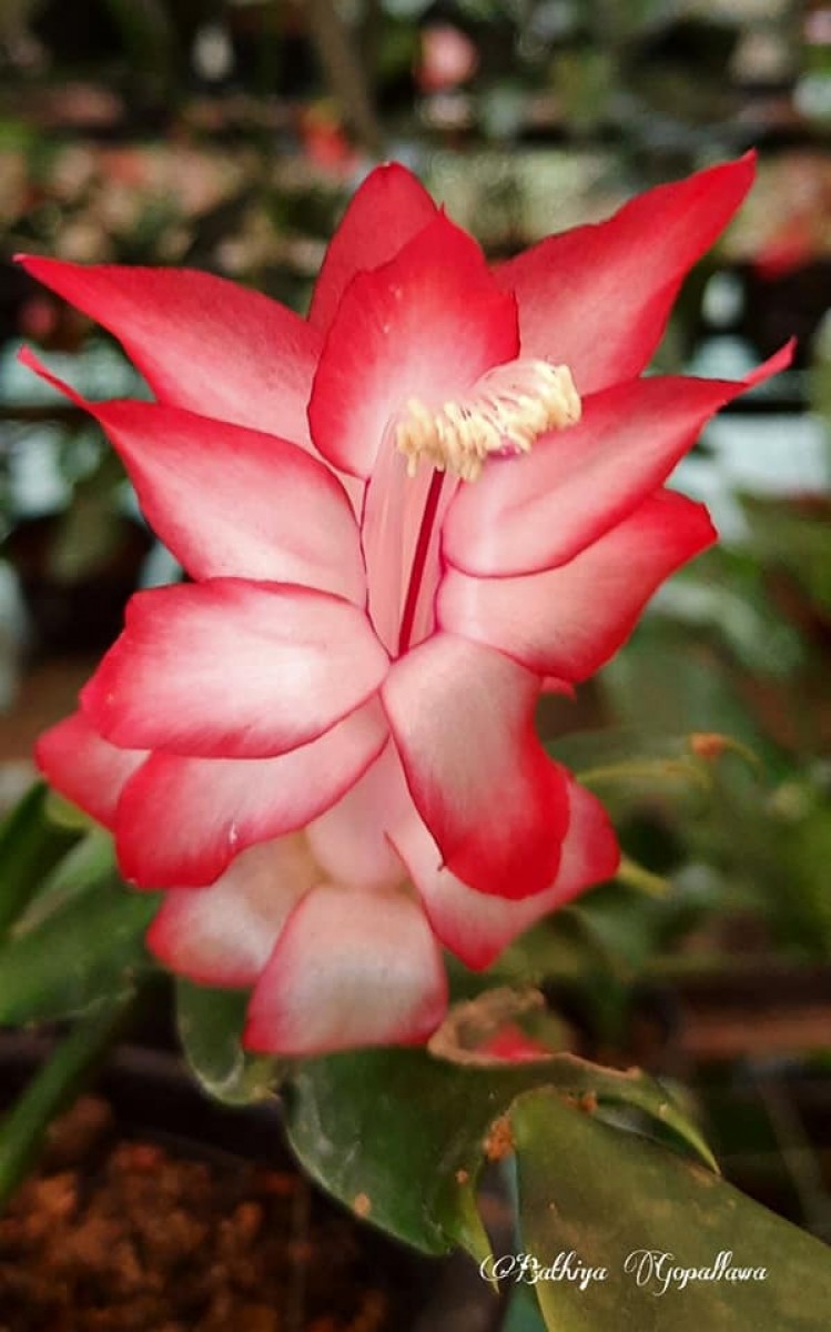 Schlumbergera truncata (Haw.) Moran